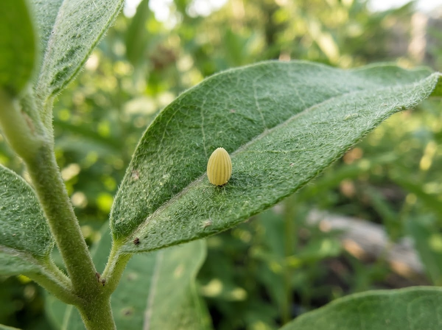 A close-up, educational view of a tiny butterfly egg laid on the underside of a green leaf, showing its intricate texture.