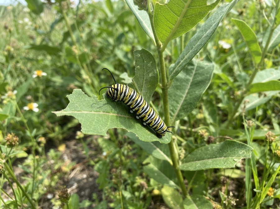 A Monarch caterpillar with its distinctive black, yellow, and white stripes, munching on a green milkweed leaf, in a natural, educational setting.