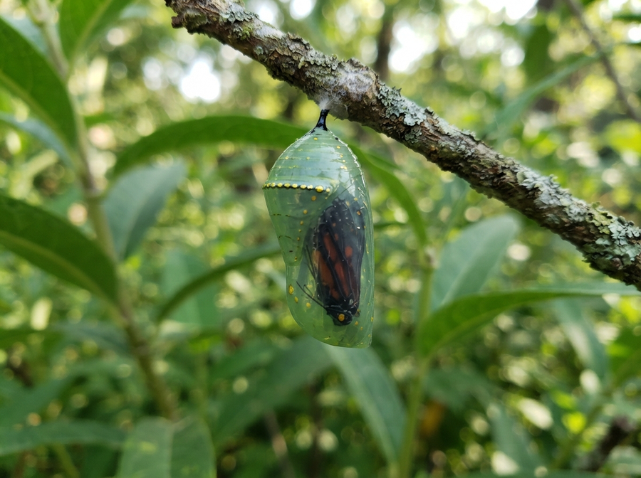 A clear, detailed image of a translucent green chrysalis hanging from a twig, showing the developing butterfly inside, educational and natural.