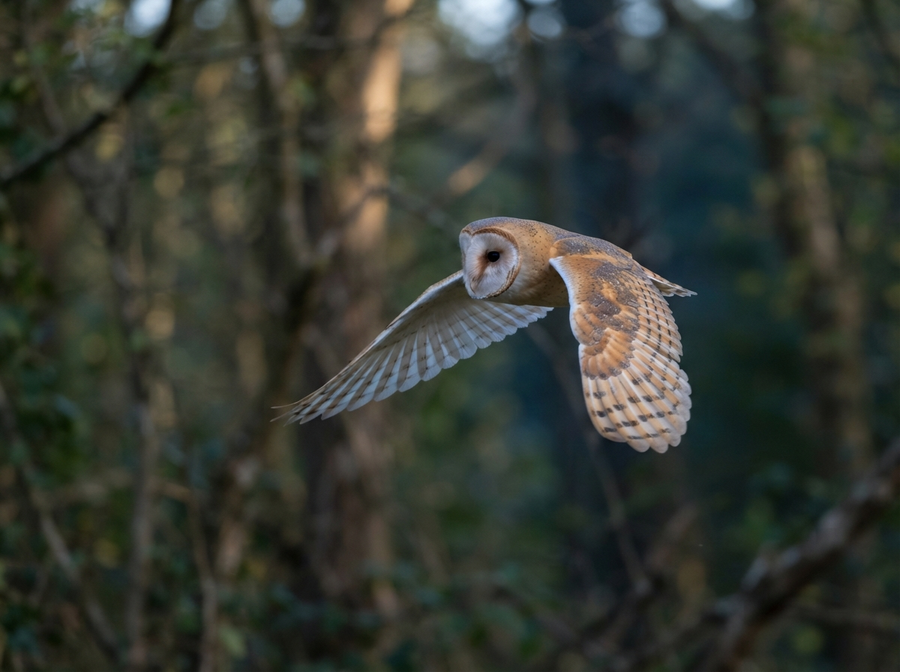 A barn owl in mid-flight, wings outstretched, demonstrating its silent flight. The image should capture the soft, fringed edges of its primary feathers, with a blurred, natural background.