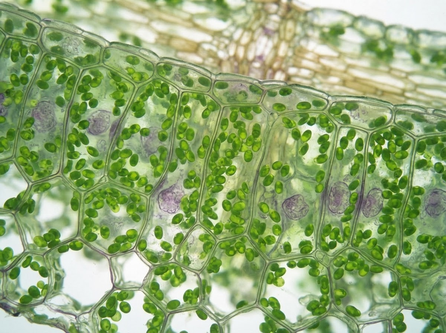 Educational image of a microscopic view of plant cells within a leaf, highlighting green chlorophyll molecules. No cartoon, no text.