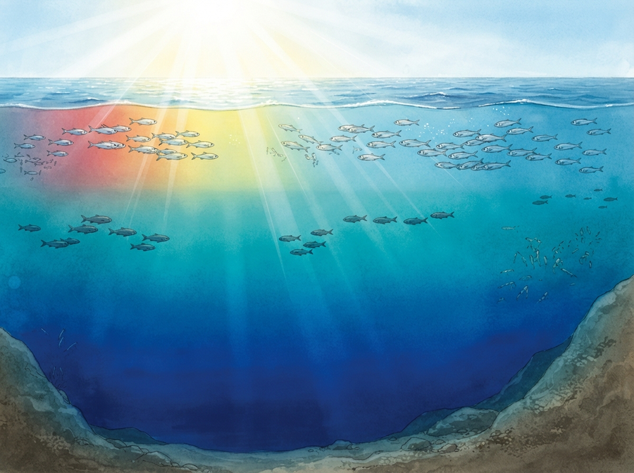 A cross-section view of the ocean, showing sunlight entering from the surface, with a gradient of colors disappearing as depth increases, leaving only blue light at deeper levels.